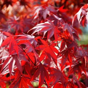 Japán juhar 'Fireglow' oltvány (60/70cm) K3