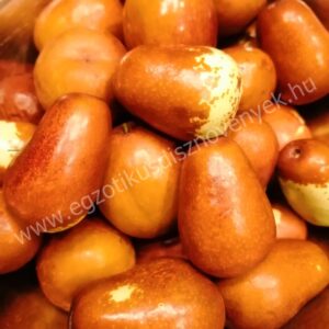 Kínai Datolya 'Lang' 3.éves termőkorú, szabadgyökerű (90/120cm)