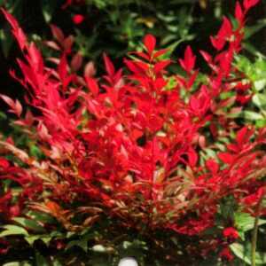 Japán szentfa féláron (15/20cm) K0,5