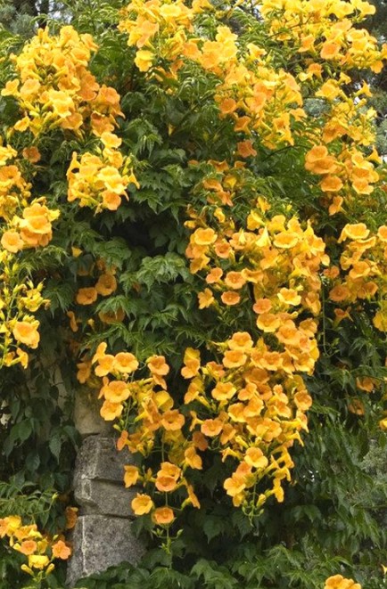 Trombitafolyondár sárga 'Yellow trumpet' 4 éves, koronás K5 (130/140cm) – Egzotikus dísznövények