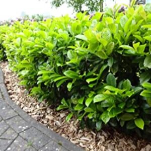 Babérmeggy 'Novita' bokros (kb 80cm) K5