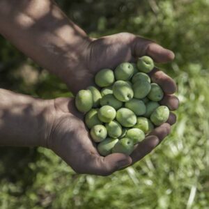 Olivafa 'Ascolana' törzses-koronás, NAGYtermésű (130/140cm) K6