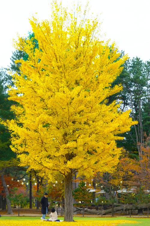 Ginkgo biloba, Páfrányfenyő 'Piramide' (kb 50cm) K2 - Image 3
